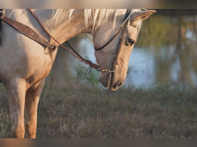 American Quarter Horse Mix Giumenta 5 Anni Palomino in Friendswood