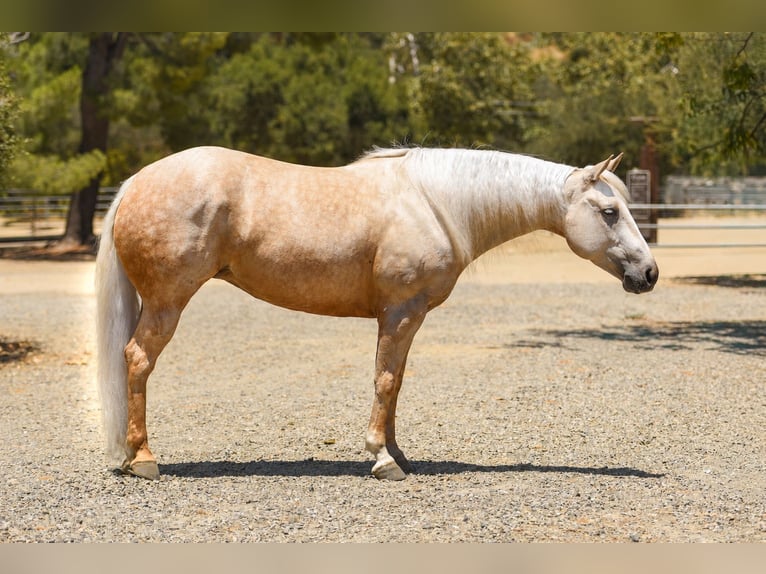 American Quarter Horse Giumenta 5 Anni Palomino in Norco