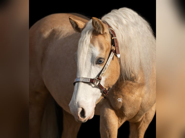 American Quarter Horse Giumenta 5 Anni Palomino in Parma