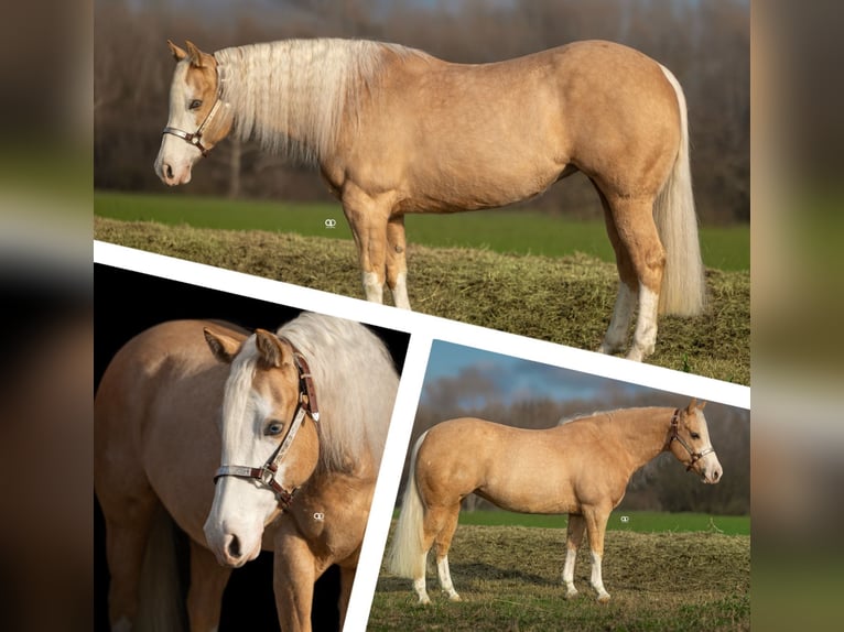 American Quarter Horse Giumenta 5 Anni Palomino in Parma