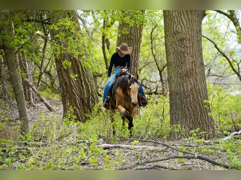 American Quarter Horse Giumenta 5 Anni Pelle di daino in Brandon