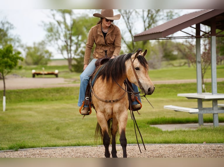 American Quarter Horse Giumenta 5 Anni Pelle di daino in Brandon