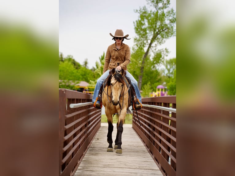 American Quarter Horse Giumenta 5 Anni Pelle di daino in Brandon
