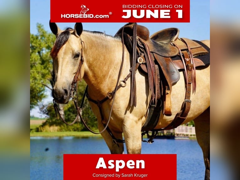 American Quarter Horse Giumenta 5 Anni Pelle di daino in Brandon