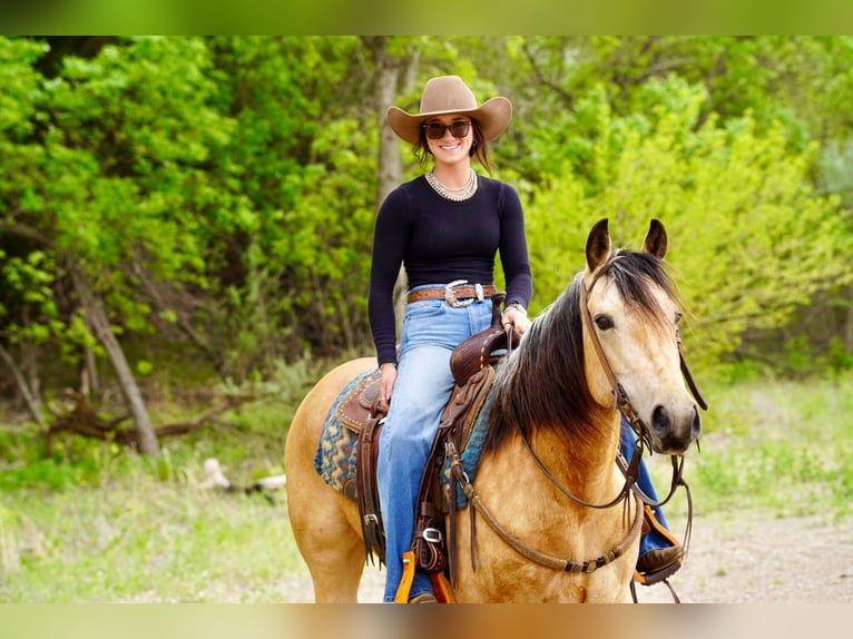 American Quarter Horse Giumenta 5 Anni Pelle di daino in Brandon