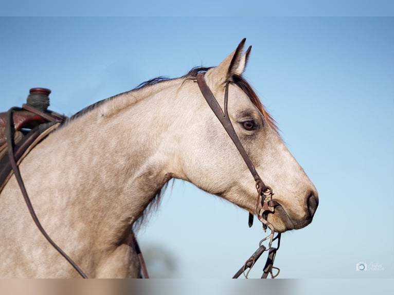American Quarter Horse Giumenta 5 Anni Pelle di daino in Addison