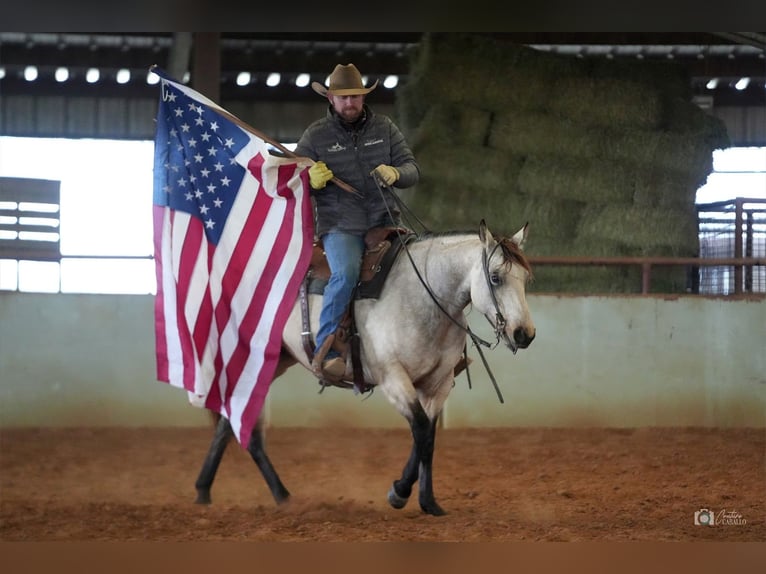 American Quarter Horse Giumenta 5 Anni Pelle di daino in Addison