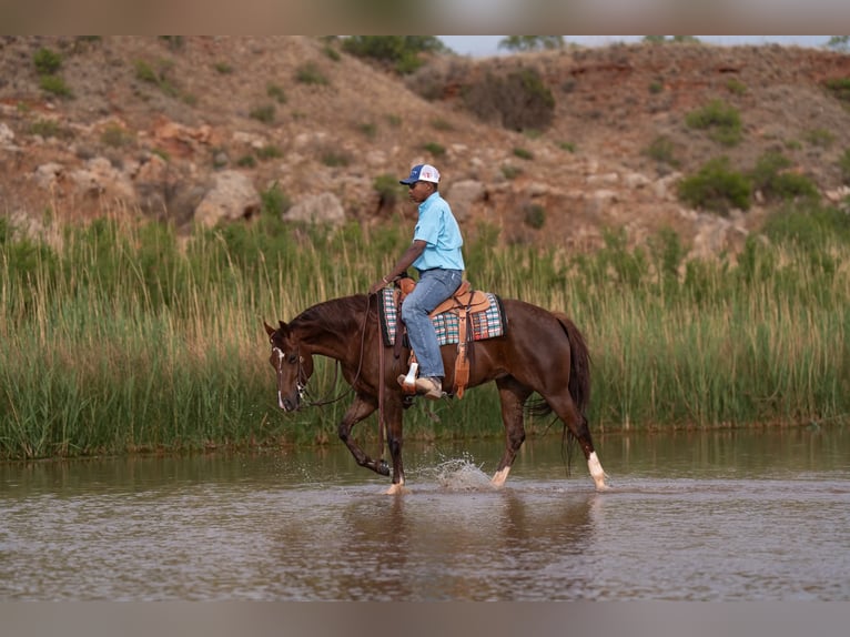 American Quarter Horse Giumenta 5 Anni Sauro ciliegia in Casa Grande