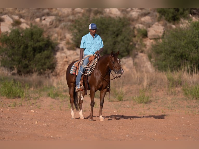 American Quarter Horse Giumenta 5 Anni Sauro ciliegia in Casa Grande