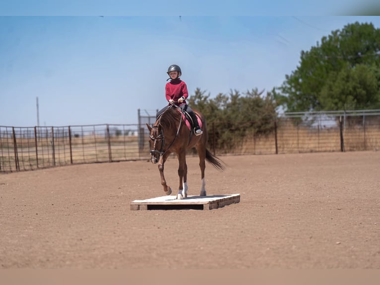 American Quarter Horse Giumenta 5 Anni Sauro ciliegia in Casa Grande