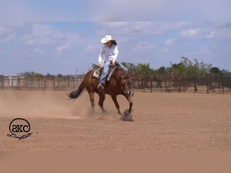 American Quarter Horse Giumenta 5 Anni Sauro ciliegia in Canyon