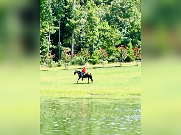 American Quarter Horse Giumenta 6 Anni 142 cm Baio ciliegia in Quitman