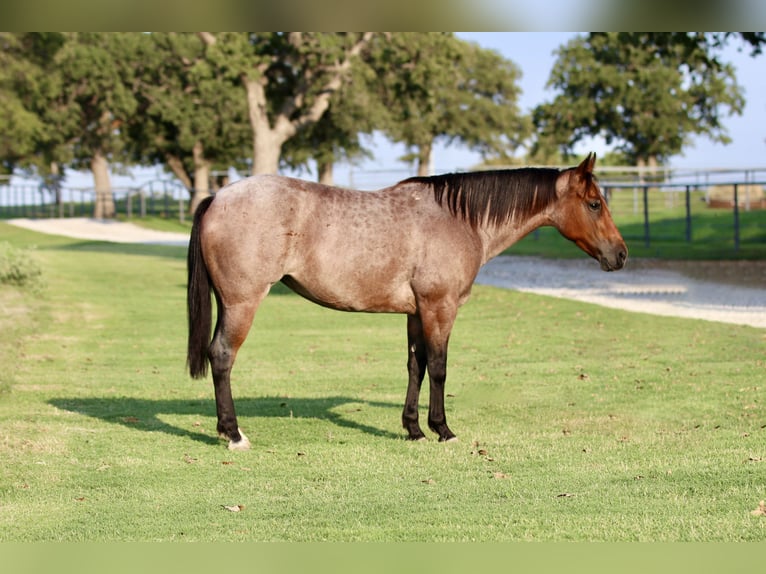 American Quarter Horse Giumenta 6 Anni 142 cm Baio roano in Decatur