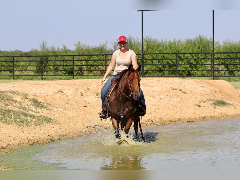 American Quarter Horse Giumenta 6 Anni 142 cm Baio roano in Decatur