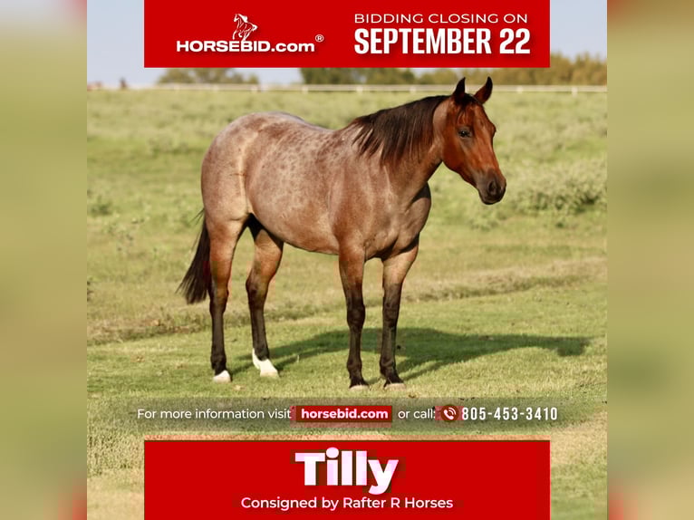 American Quarter Horse Giumenta 6 Anni 142 cm Baio roano in Decatur