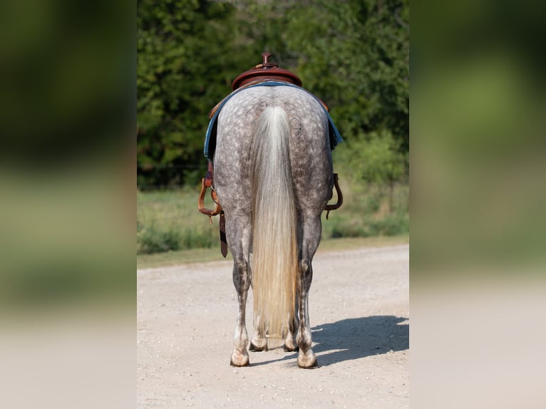 American Quarter Horse Giumenta 6 Anni 142 cm Grigio in Argyle