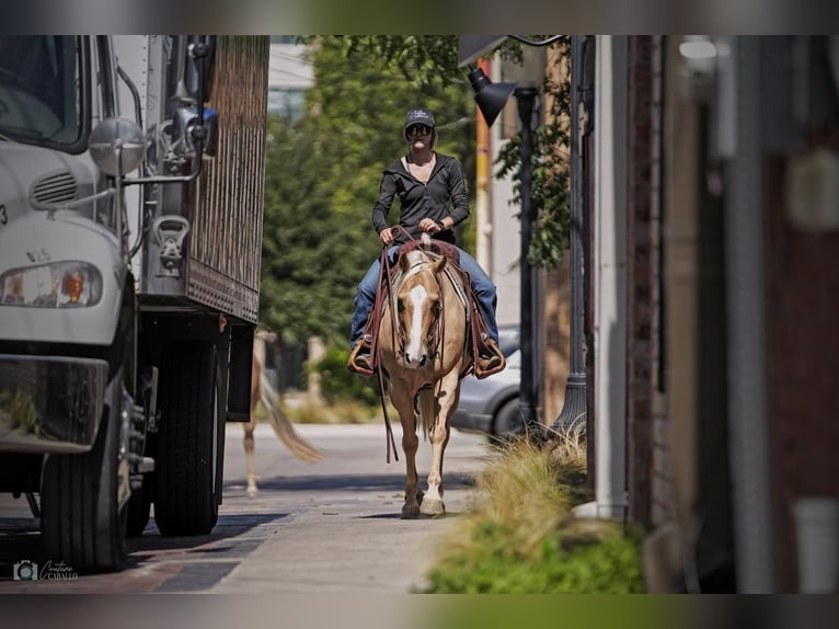 American Quarter Horse Giumenta 6 Anni 142 cm Palomino in Addison, TX