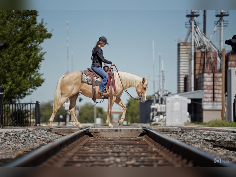 American Quarter Horse Giumenta 6 Anni 142 cm Palomino in Addison, TX