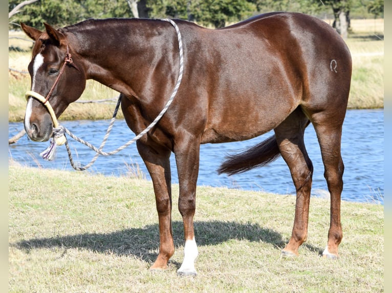 American Quarter Horse Giumenta 6 Anni 142 cm Sauro ciliegia in Jacksboro, TX