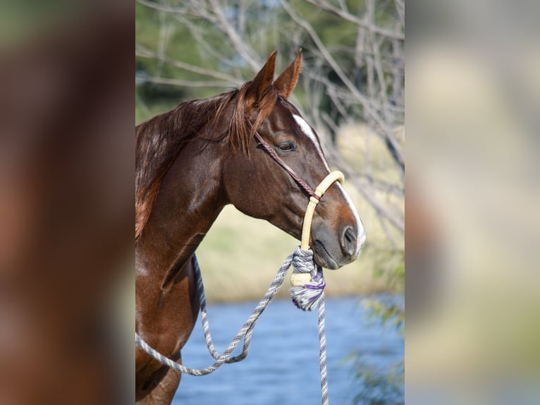 American Quarter Horse Giumenta 6 Anni 142 cm Sauro ciliegia in Jacksboro, TX