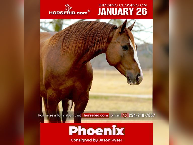 American Quarter Horse Giumenta 6 Anni 142 cm Sauro ciliegia in Gordon