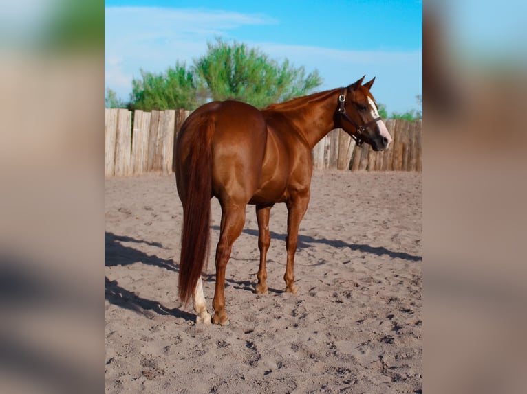 American Quarter Horse Giumenta 6 Anni 142 cm Sauro scuro in Scottsdale AZ