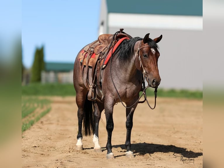 American Quarter Horse Giumenta 6 Anni 145 cm Baio roano in Bellevue, IA