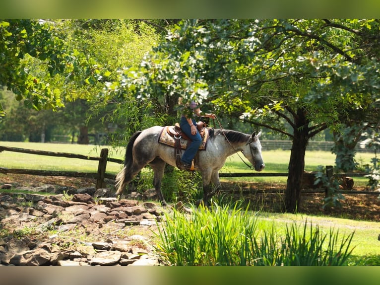 American Quarter Horse Giumenta 6 Anni 145 cm Grigio in Quitman, AR