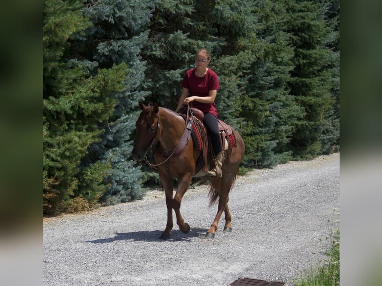 American Quarter Horse Giumenta 6 Anni 145 cm Roano rosso in Millersburg, OH