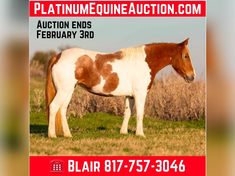 American Quarter Horse Giumenta 6 Anni 145 cm Tobiano-tutti i colori in Weatherford TX