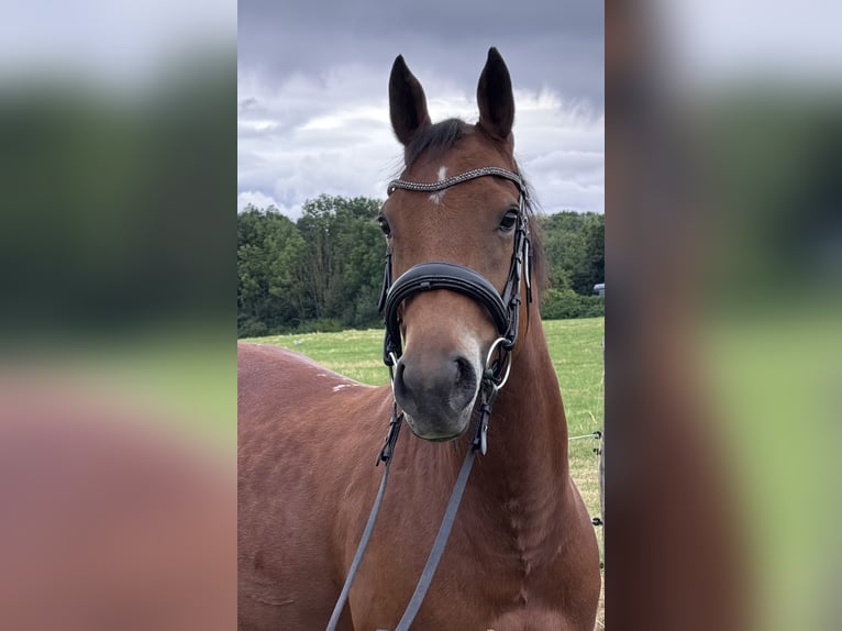 American Quarter Horse Mix Giumenta 6 Anni 147 cm Baio in Unna