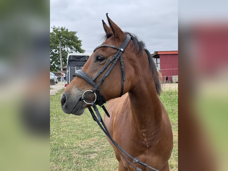 American Quarter Horse Mix Giumenta 6 Anni 147 cm Baio in Unna
