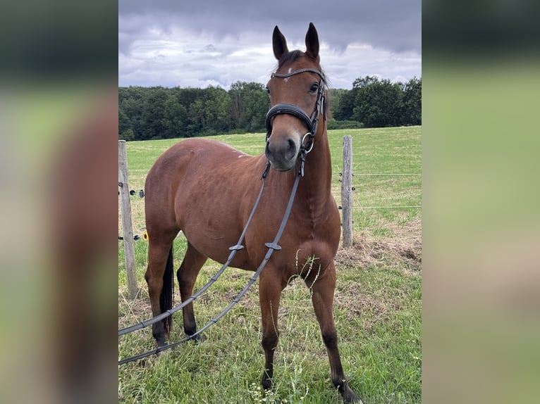 American Quarter Horse Mix Giumenta 6 Anni 147 cm Baio in Unna