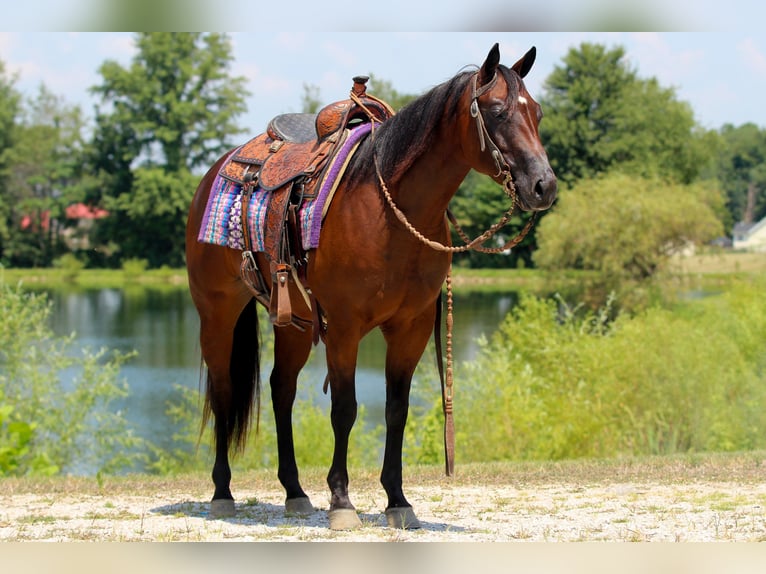 American Quarter Horse Giumenta 6 Anni 147 cm Baio ciliegia in Robards, KY