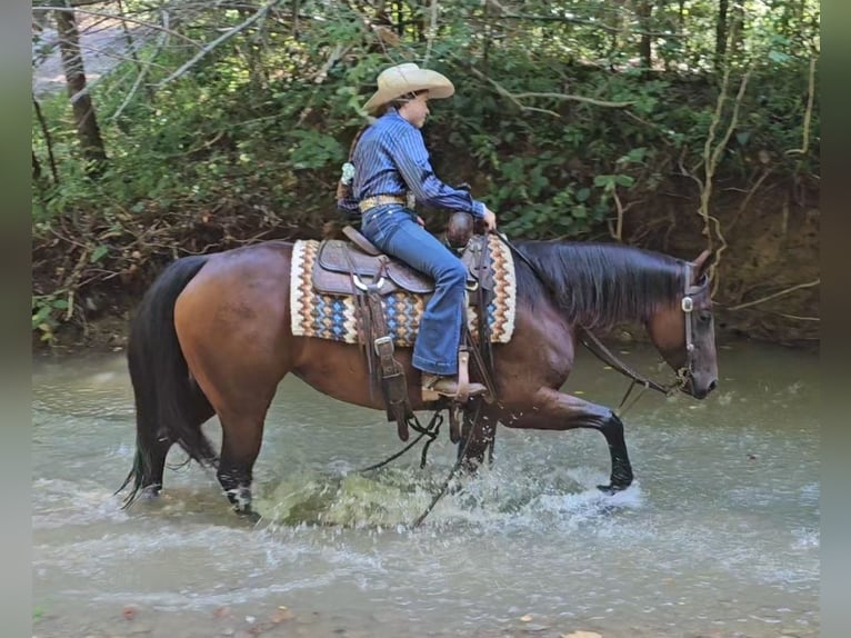 American Quarter Horse Giumenta 6 Anni 147 cm Baio ciliegia in Robards, KY