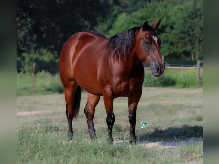 American Quarter Horse Giumenta 6 Anni 147 cm Baio ciliegia in Bloomburg