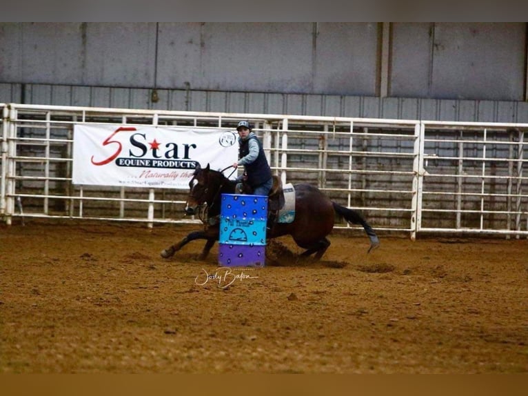 American Quarter Horse Giumenta 6 Anni 147 cm Baio ciliegia in Bloomburg