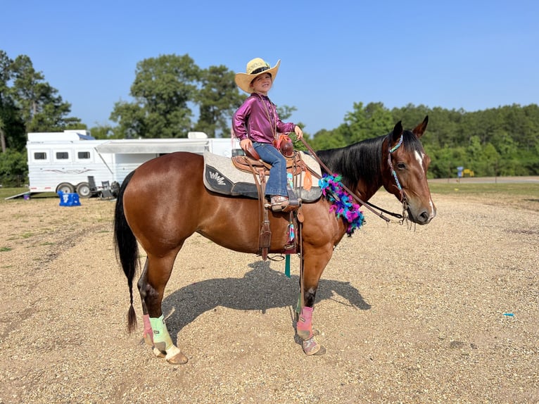 American Quarter Horse Giumenta 6 Anni 147 cm Baio ciliegia in Bloomburg