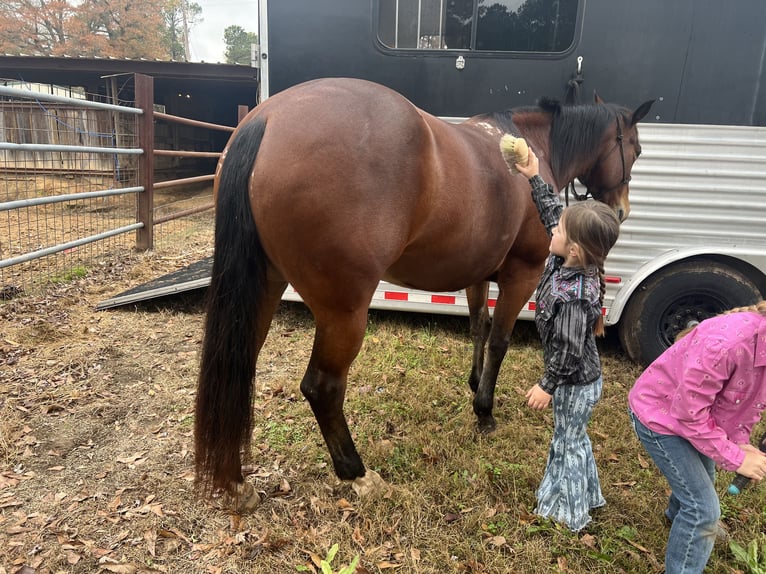 American Quarter Horse Giumenta 6 Anni 147 cm Baio ciliegia in Bloomburg