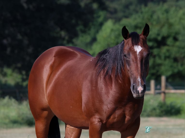 American Quarter Horse Giumenta 6 Anni 147 cm Baio ciliegia in Bloomburg