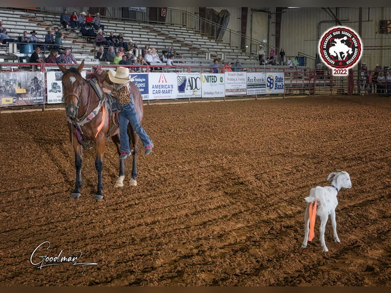 American Quarter Horse Giumenta 6 Anni 147 cm Baio ciliegia in Bloomburg