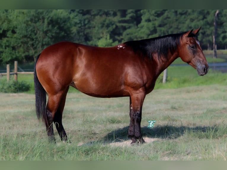 American Quarter Horse Giumenta 6 Anni 147 cm Baio ciliegia in Bloomburg