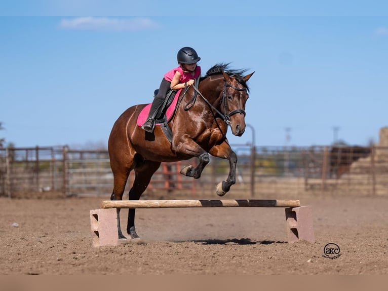 American Quarter Horse Giumenta 6 Anni 147 cm Baio ciliegia in Canyon, TX