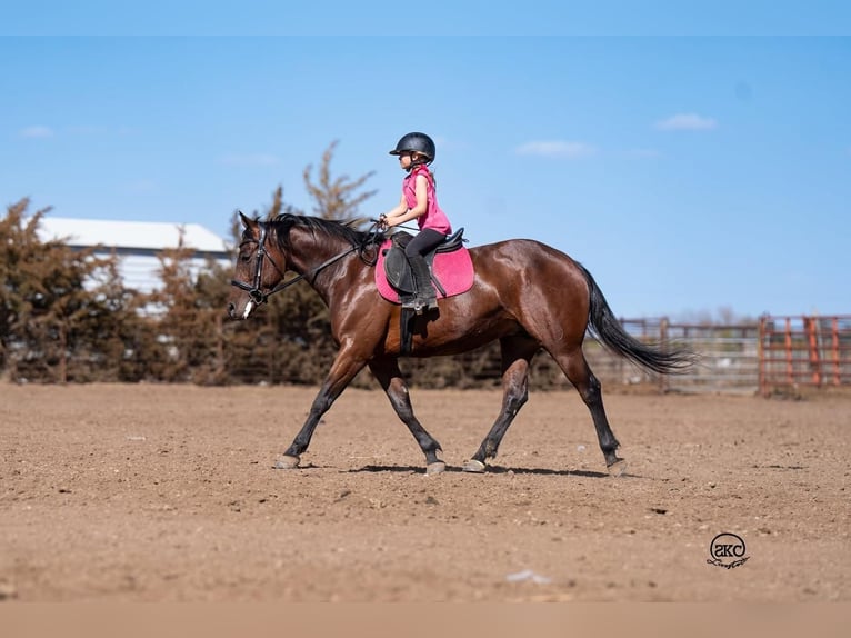 American Quarter Horse Giumenta 6 Anni 147 cm Baio ciliegia in Canyon, TX