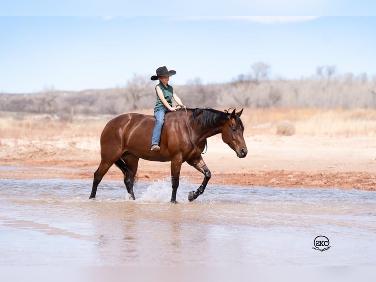 American Quarter Horse Giumenta 6 Anni 147 cm Baio ciliegia in Canyon, TX