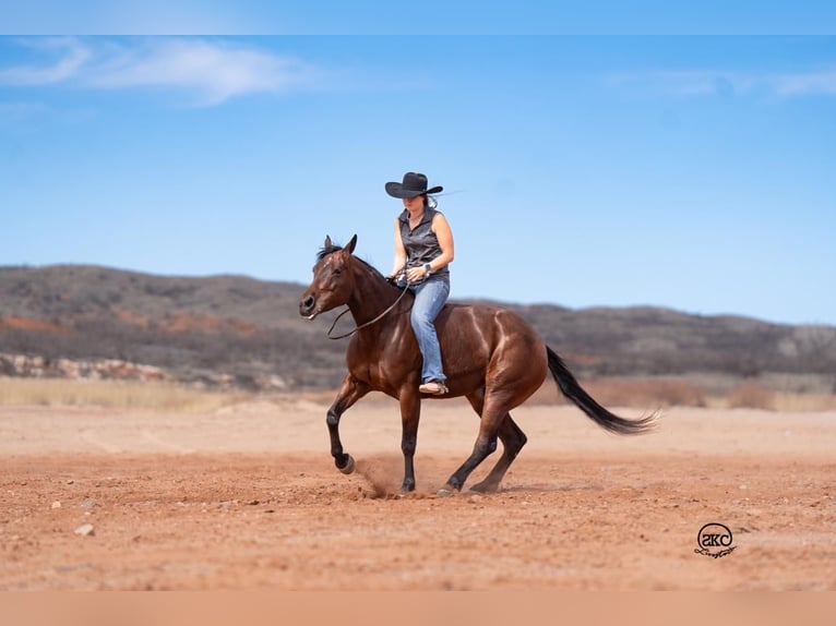 American Quarter Horse Giumenta 6 Anni 147 cm Baio ciliegia in Canyon, TX