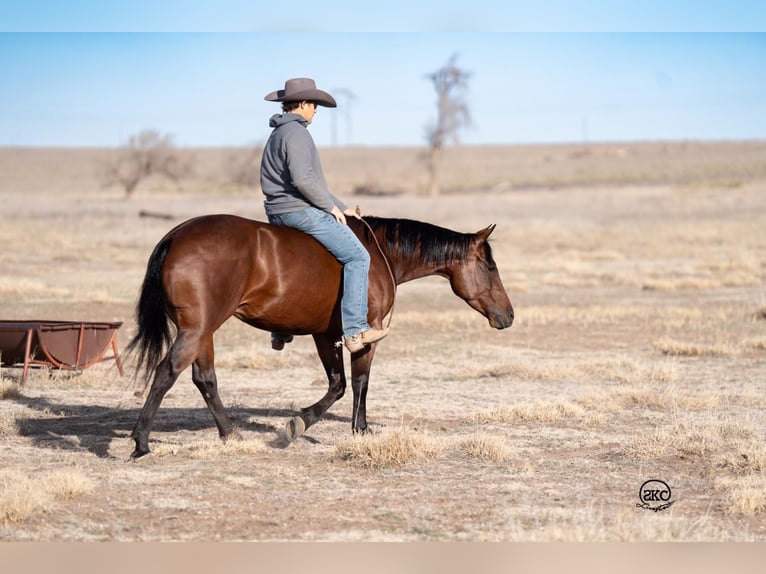 American Quarter Horse Giumenta 6 Anni 147 cm Baio ciliegia in Canyon, TX