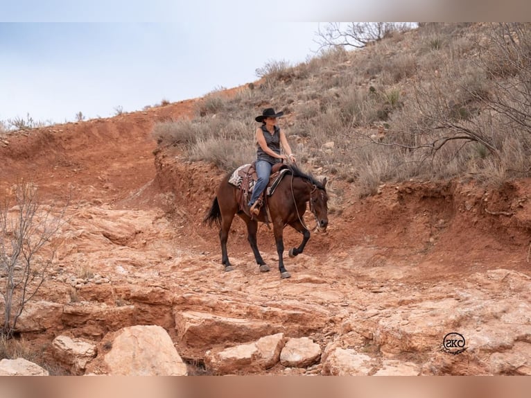 American Quarter Horse Giumenta 6 Anni 147 cm Baio ciliegia in Canyon, TX