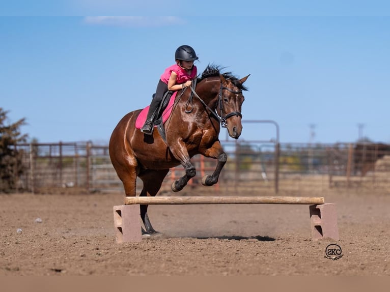 American Quarter Horse Giumenta 6 Anni 147 cm Baio ciliegia in Canyon, TX