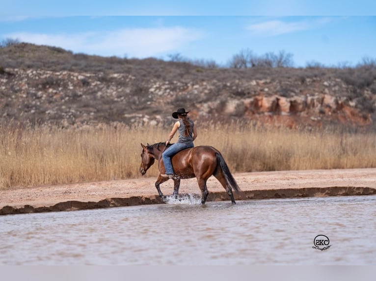 American Quarter Horse Giumenta 6 Anni 147 cm Baio ciliegia in Canyon, TX